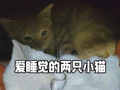 猫咪为什么总是在睡觉？（揭秘猫咪的睡眠习惯和需求）