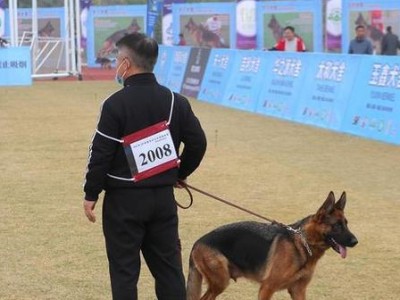 挑选德国牧羊犬的关键要素（全面分析如何选择一只优秀的德国牧羊犬）