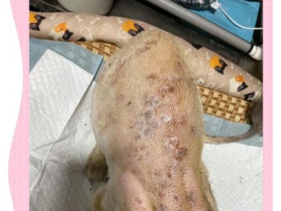 猫藓后的毛发生长周期（探究猫藓恢复毛发所需时间的关键因素）