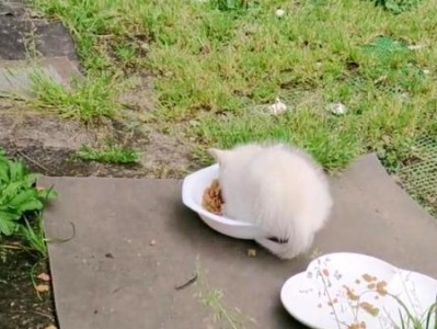 刚出生的小猫需要喂什么？（为你的小猫提供适当的饮食和营养）