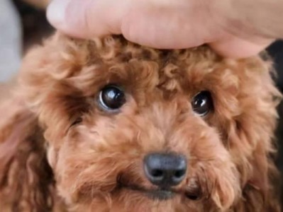 泰迪犬的标准体重和减肥方法（泰迪犬太胖了怎么办？泰迪犬的标准体重和减肥方法详解）