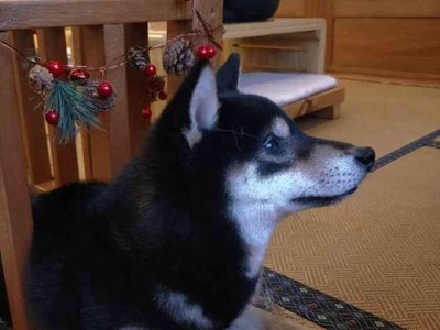 柴犬价格解析（探讨黑色柴犬的价格是否较高以及相关因素）