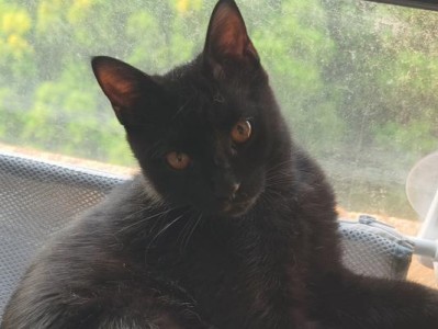 探索黑猫品种的神秘之美（揭秘黑猫的吉祥象征和历史渊源）