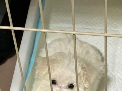 比熊犬的正确喂养方式（了解比熊犬的饮食需求及正确喂食量）
