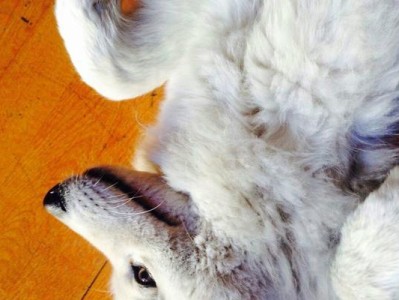 正确饲养萨摩犬，避免6大喂食忌（萨摩犬饲养指南，如何正确喂食并避免常见错误？）