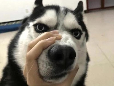 哈士奇为什么怕冷？（揭秘哈士奇对寒冷环境的敏感性）