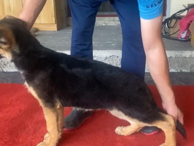 德国牧羊犬价格及影响因素（了解德牧价格的关键因素及市场变化）