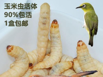 画眉鸟的食物选择与生存（以虫类为主要食物的画眉鸟）