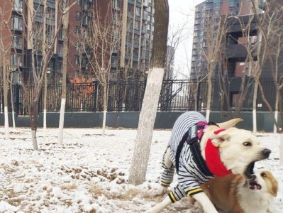 金毛生长阶段的关键问题解答（帮助你了解金毛犬成长过程中的重要问题，养狗无忧！）