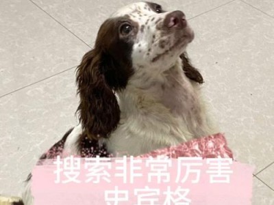 如何饲养一只健康快乐的威尔士史宾格犬？（掌握关键方法，打造完美宠物生活）