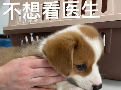 柯基犬的换毛时机及注意事项（了解柯基犬的换毛周期，让你的宠物更舒适）