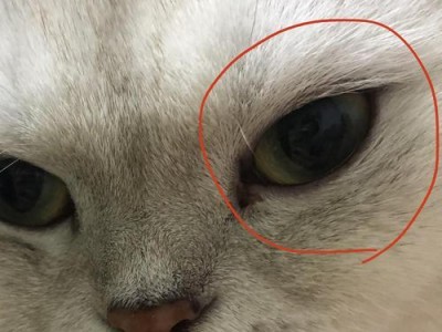 小猫眼睛为什么发炎？（探索小猫眼睛发炎的原因及预防方法）