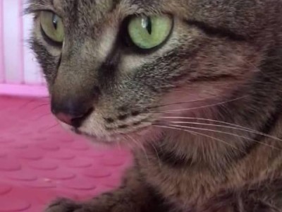 猫咪绝育的最佳时机（给猫咪绝育的好处和适宜年龄）