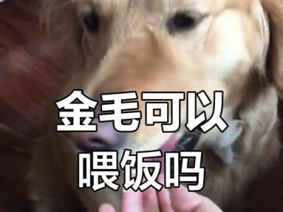 小金毛可以多久不喂食？（探究小金毛饥饿耐受力及喂食频率）