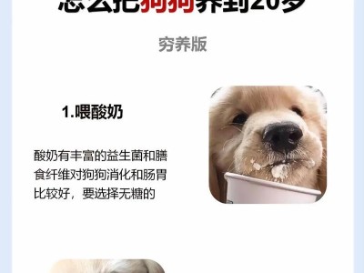 狗狗的饮食管理（养狗初学者必备的喂食指南，了解狗狗饮食需求的关键。）