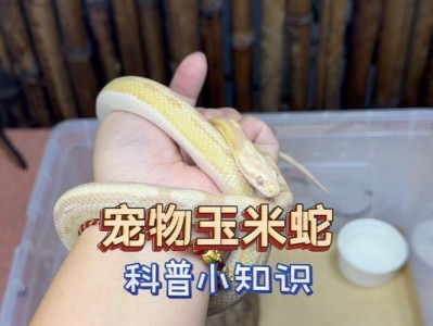新手养什么宠物蛇好？（选择适合新手的宠物蛇，从这些方面考虑）
