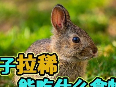 兔子为什么吃什么不撒尿？（探究兔子的尿液排泄机制）