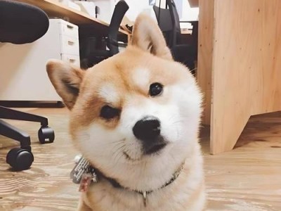狗的支配行为（一窥人类与狗之间的互动关系与权力转移）