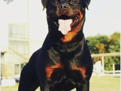 了解罗威纳犬（探索罗威纳犬的品种特点及其在家庭中的表现）