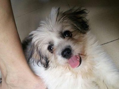 狗不能吃鸭皮的原因（为什么鸭皮对狗来说不适宜？）
