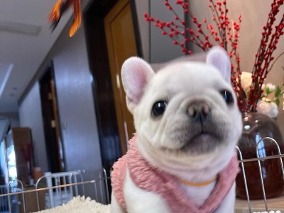 法国斗牛犬的价格及相关影响因素（探索法斗价格的内外因素，为饲养者提供参考）