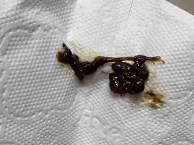 兔子为什么吃自己的粪便？（探究兔子食粪行为的原因和益处）