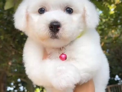 比熊幼犬饲养指南（以比熊幼犬的饮食为主题）