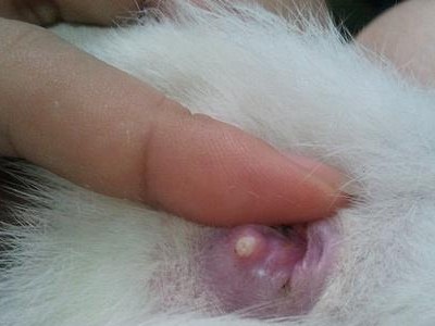 揭秘猫咪肛门臭的原因（探索肛门臭味的由来，为猫咪提供清爽的生活）