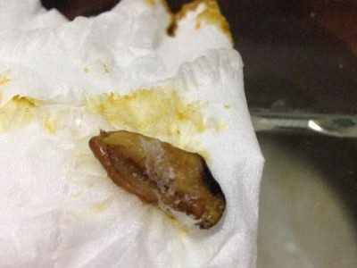 宠物狗为什么需要做驱虫？（驱虫对狗狗健康的重要性及预防方法）