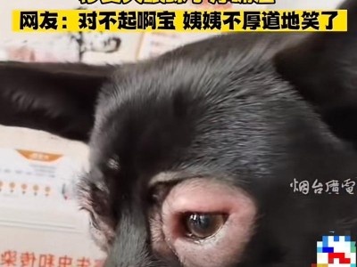 狗狗上眼皮为何会肿？（探究狗狗上眼皮肿胀的原因及处理方法）