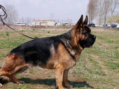揭秘犬界几大“假货”（犬界鲜为人知的假货们，曾让人误以为好看就是好用的幻觉）