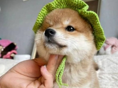 柴犬的立耳时间及特点（揭秘柴犬立耳的时机和过程）