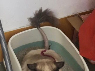 布偶猫绝育手术的费用及注意事项（布偶猫绝育手术价格、术后护理要点及费用）