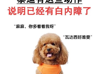 泰迪生病的表现及注意事项（泰迪不舒服时的举动及应对方法）