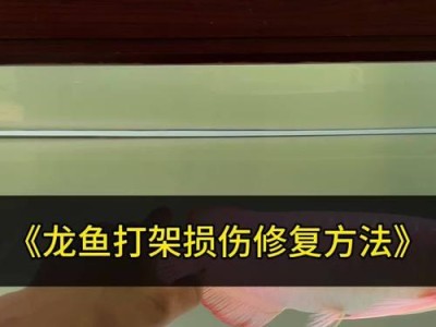 龙鱼混养的适应周期与（龙鱼混养多久才能适应新环境及其养殖要点）