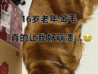 金毛犬成年需要多长时间？（探究金毛犬成年时间的因素和特点）