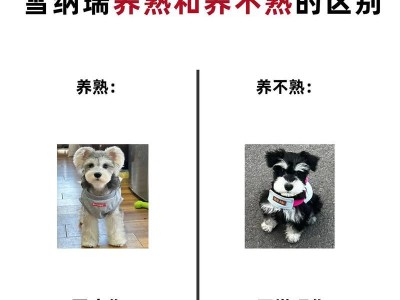 科学合理喂养4个月雪纳瑞所需狗粮数量（了解合适的食量和营养需求，保证宠物健康成长）