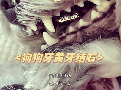 小狗长牙齿（了解狗牙生长周期，做好牙齿护理，让小狗拥有健康牙齿）