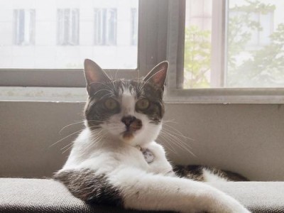 猫咪为什么瘦弱？如何让猫咪圆润呢？（探究猫咪瘦弱的原因以及提供丰富营养与适当运动的方法）