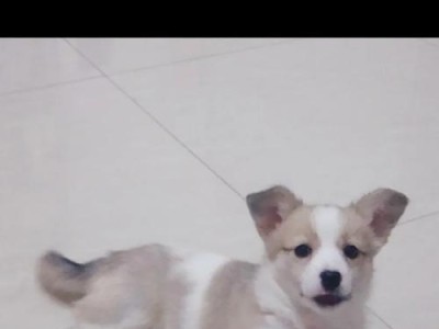 柯基犬价格及疫苗接种时间解析（了解柯基犬价格和疫苗接种时间的重要性）