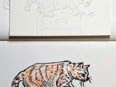 狸花猫（揭开狸花猫背后的神秘面纱）