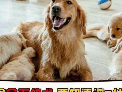 金毛喂食时间及次数的合理安排（金毛喂食时间要注意的事项及建议）