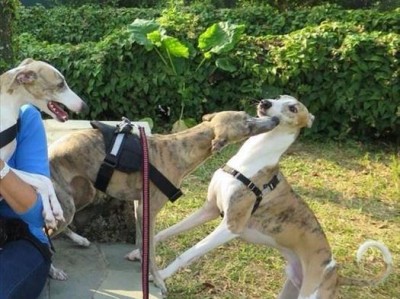 如何正确饲养灵兽犬（从营养到运动全面指南，助你打造健康快乐的犬宝宝）