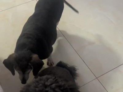 揭秘腊肠犬的寿命之谜（深入了解腊肠犬的平均寿命及其影响因素）