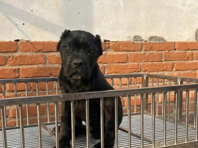 关于卡斯罗犬幼犬的饮食需求（养卡斯罗犬幼犬需要注意的饮食问题）