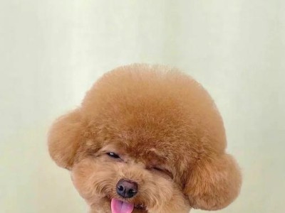 泰迪犬（揭秘泰迪犬圆脸的原因和特点，展现其可爱与亲和力）