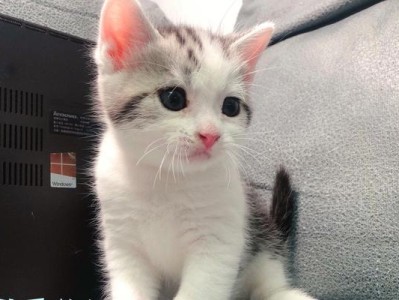 满月猫咪的饮食指南（两个月大的猫咪应该吃什么？）