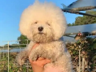 黑白色小狗的品种及特点（探索神秘的黑白犬世界）