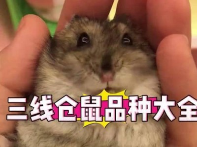 新手养仓鼠的最佳选择（探索适合你的仓鼠伙伴）