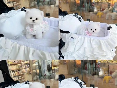 俊介犬与博美的区别及价格对比（了解这两种犬种的特点和价格差异，为你的宠物选择做出明智决策）